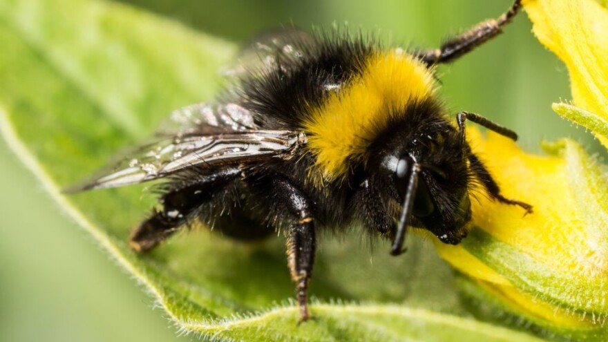 Šta možemo uraditi da privučemo korisne insekte?