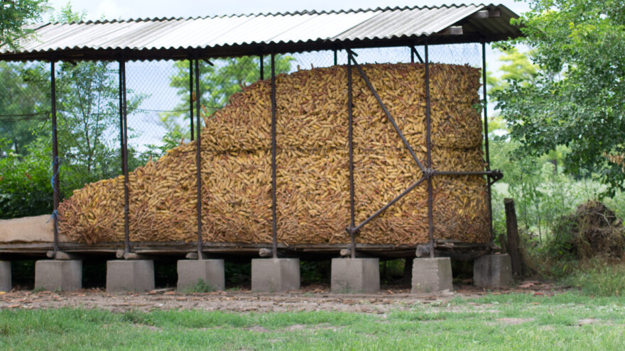 Predstoji nam berba kukuruza - šta je bitno prilikom skladištenja?