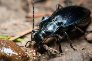 Trčuljci su većinom korisni insekti, ali žitni bauljar pravi štete