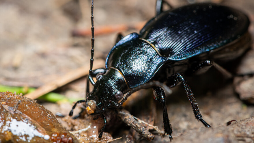 Trčuljci su većinom korisni insekti, ali žitni bauljar pravi štete