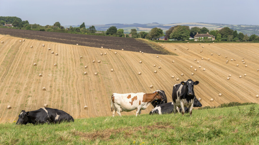 Cene hrane i dalje u padu - razlog su tri proizvoda