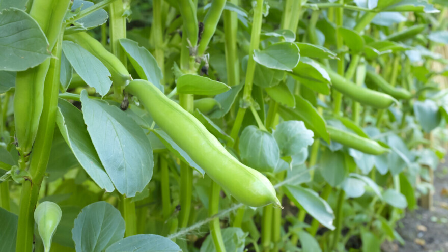 Rano proljeće idealno za sjetvu boba - drevnog povrća Mediterana