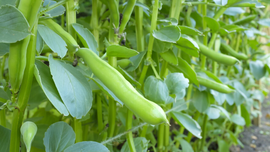 Rano proljeće idealno za sjetvu boba - drevnog povrća Mediterana