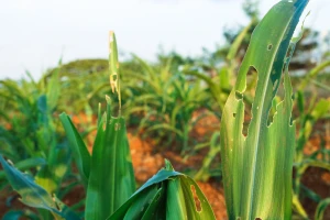 Kretanja insekata u pograničnom pojasu sa Rumunijom - ne preporučuju se insekticidi?