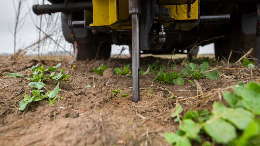 Na kiselim tlima dobro uspijevaju krumpir i raž, no pravi hit bila bi američka borovnica
