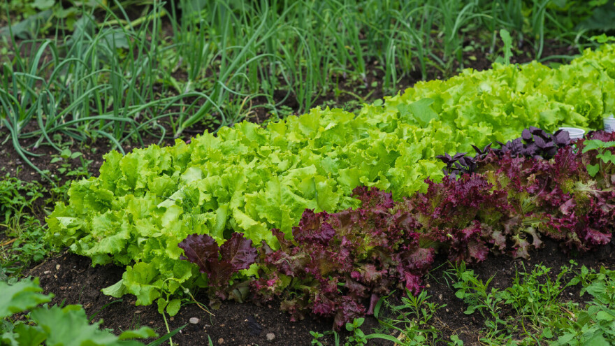 Koje su biljke dobre, a koje loše komšije u bašti?