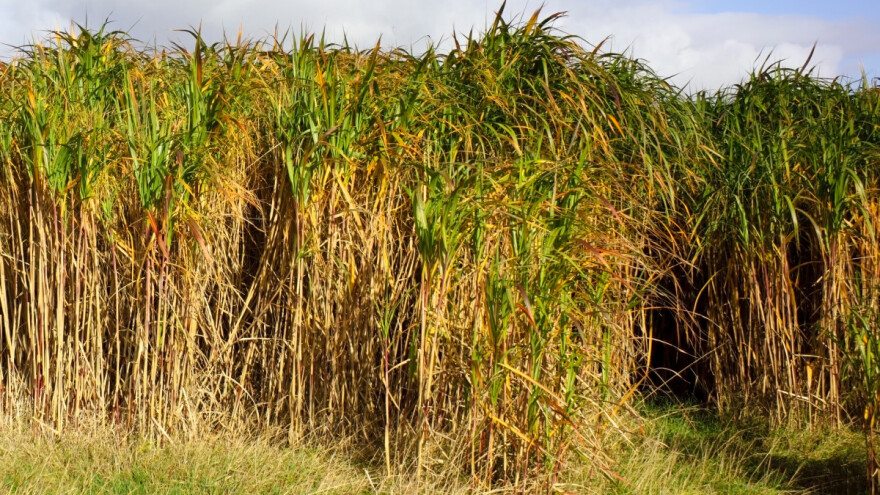 Novi miskantus Mamut ima prinos do 40 t/ha i otporan je na sušu