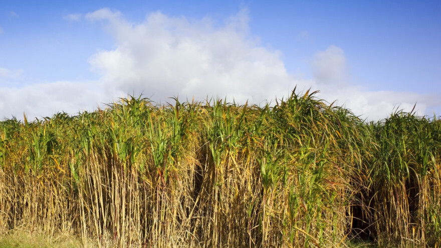 Sudjelujte u javnom savjetovanju o Zakonu o drvenastim kulturama kratkih ophodnji