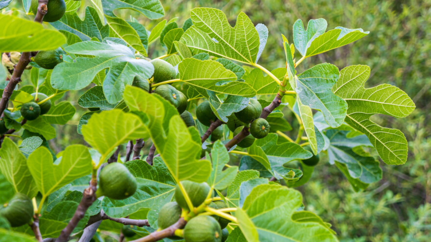 Troje već uhićeno: Prali novac za nepostojeće smokve na 900 tisuća kvadrata?