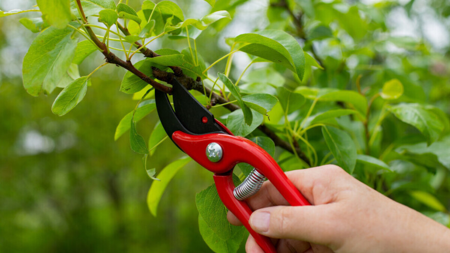 Prednosti letnje rezidbe kajsije u prvoj polovini juna