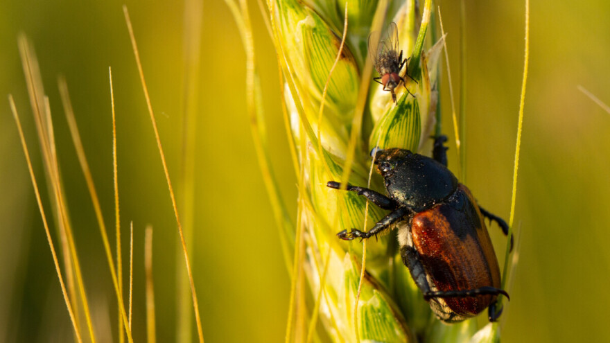 Jaka pojava žitnog pivca na ljulju
