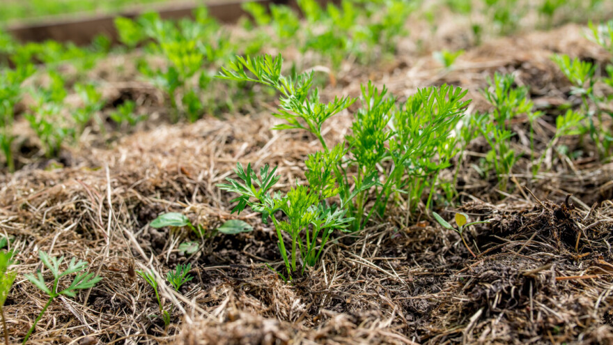I naši stari su štitili povrće u jesen - malčiranjem prije snijega