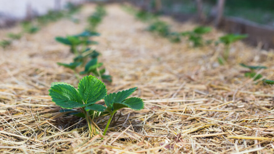 Zašto i čime malčirati jagodu?
