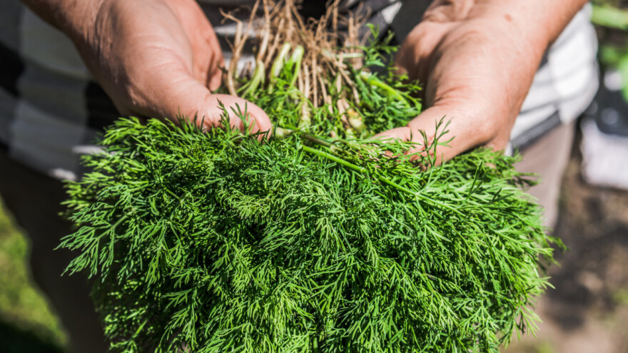 Kako osušiti kopar i od njega napraviti sirće?