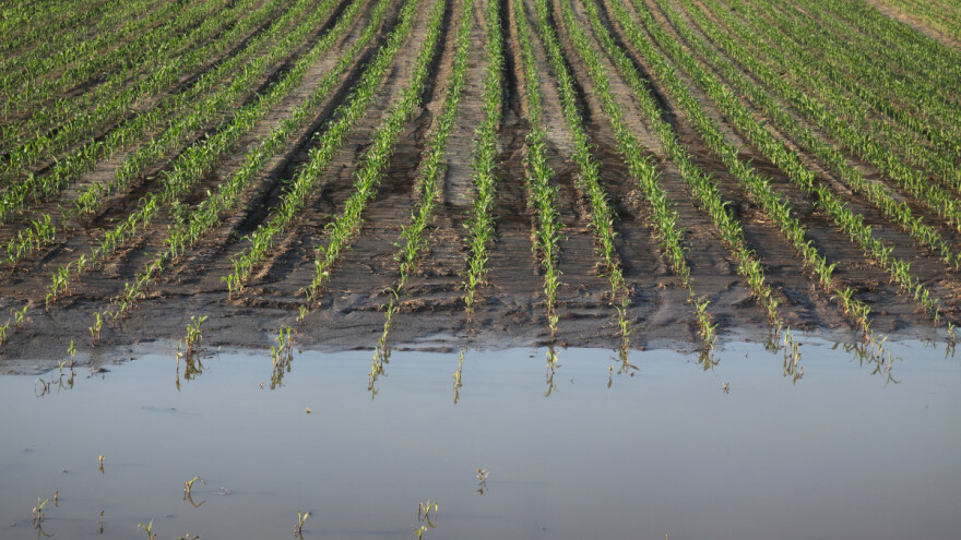 Očekuje se velika količina padavina za kratko vreme - biljke boluju
