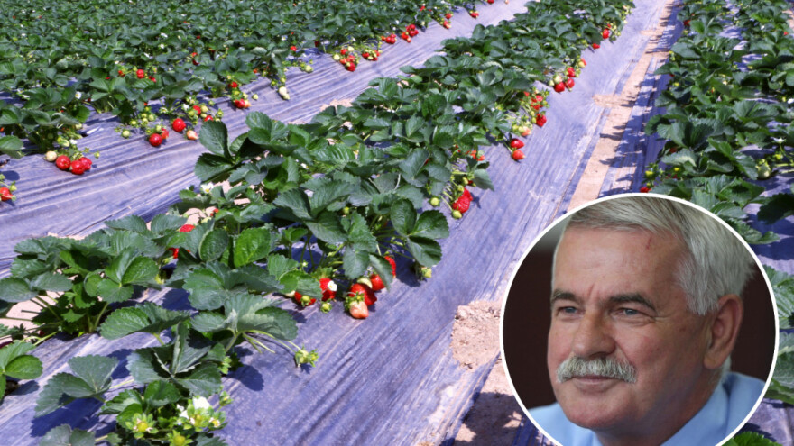 Dajte da igramo na istom terenu kao Španjolci i Turci - kvalitetom voća dobit ćemo utakmicu!