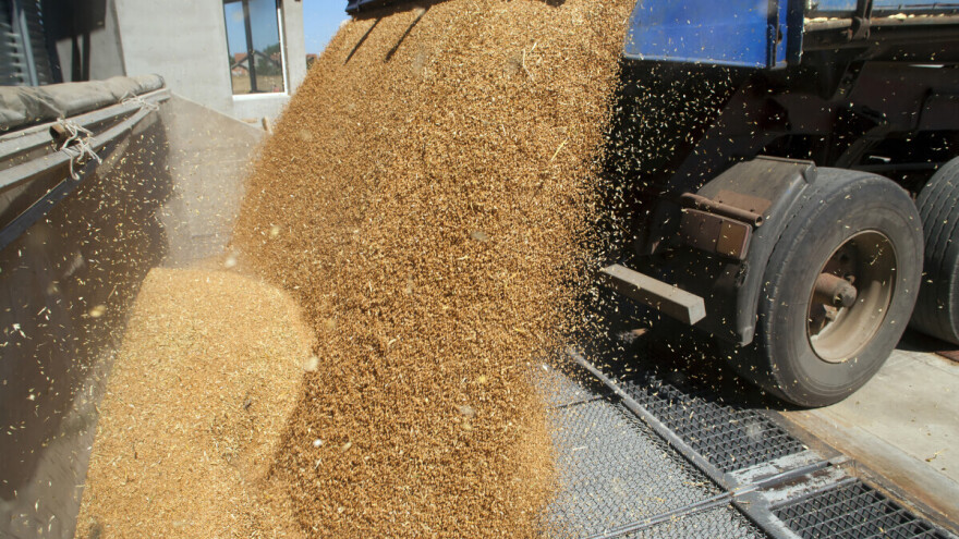 Počelo trgovanje pšenicom novog roda: Cena 17,3 dinara po kilogramu