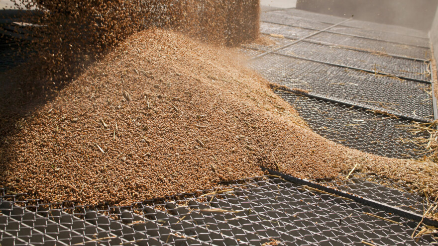 Cene žitarica blago padaju, a i zalihe - šta se događa na tržištu?