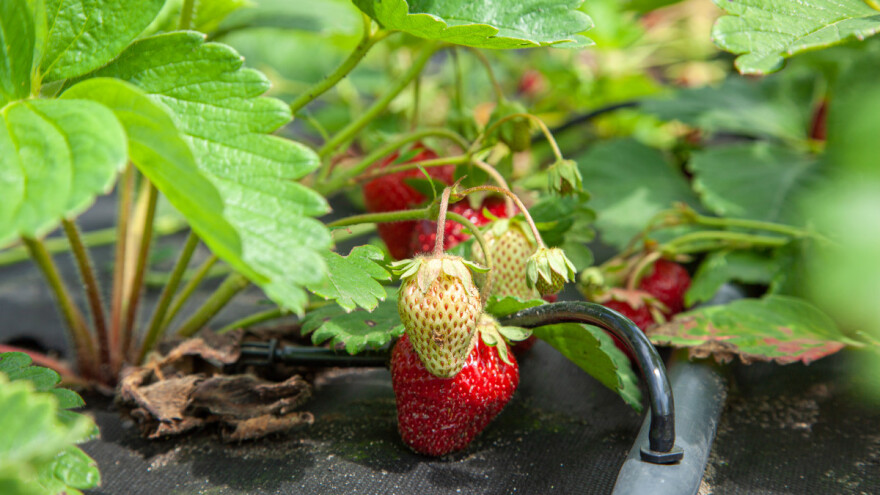 Ilegalno navodnjavanje jagoda uništava jednu od najvažnijih močvara Evrope