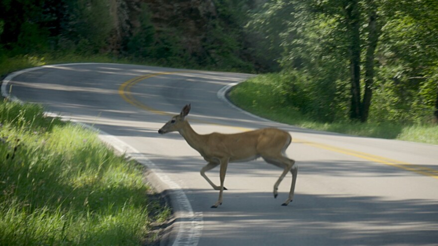 Potpisan ugovor o osiguranju za štete od divljači u prometu