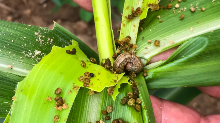 Jesenja sovica: Invazivna štetočina pred vratima Evrope