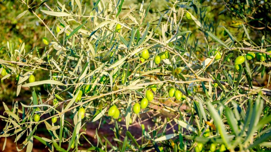 Zašto se suše mlade grane na maslinama?