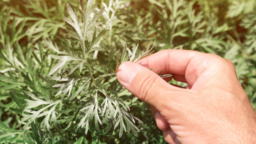 COVID-19 leče slatkim pelinom? Svetska zdravstvena organizacija odmah reagovala