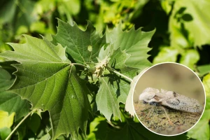 Platanina stjenica nasrtljiv je molestant - kukac koji napada i ljude