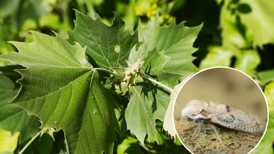 Platanina stjenica nasrtljiv je molestant - kukac koji napada i ljude