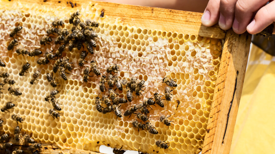 Evropa očekuje najgore prinose meda u istoriji - pčelare i voćare spašava šećer?
