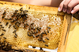 Europa očekuje najgore prinose meda u povijesti - pčelare i voćare spašava šećer?