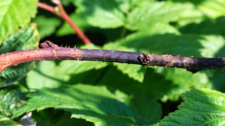 Malinina mušica izdanka i kako je se riješiti