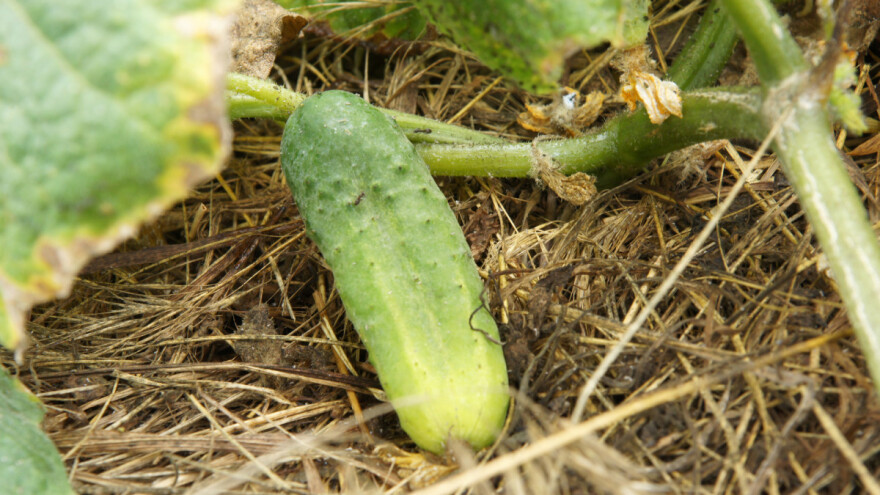 Za veći urod krastavca izbjegavajte prošlogodišnje sjeme i previše vlage