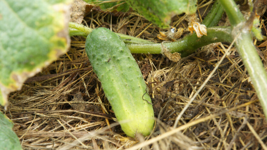 Idealni su uslovi za plamenjaču krastavaca, koja može uništiti kompletan rod