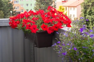 Kada je pravo vrijeme za sadnju balkonskog cvijeća?
