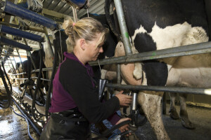 Prolijevaju mlijeko: Kriza prisiljava farmere na radikalne poteze