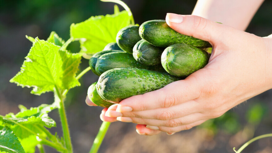 "Baštovanu krastavce prodavati" - znate li šta to znači?