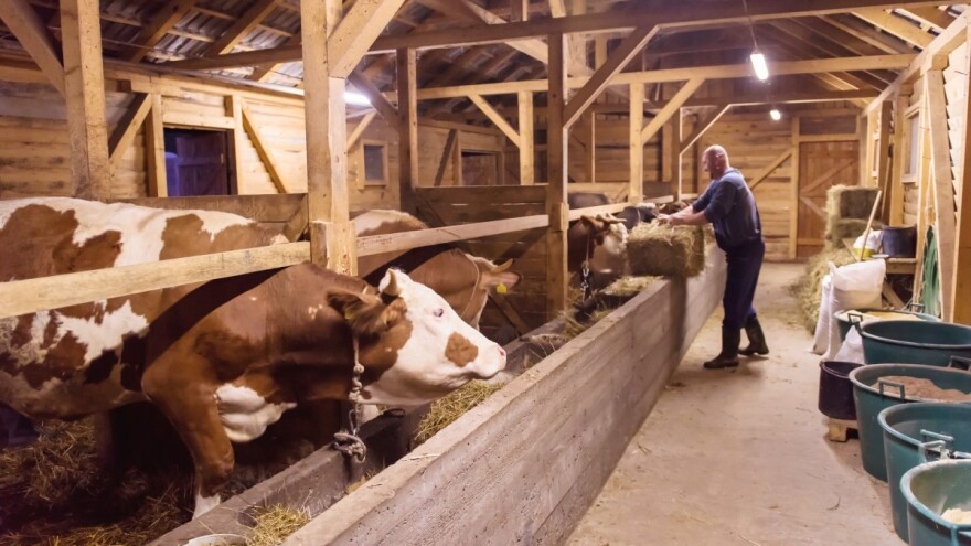 Kod osam krava u BiH utvrđena bruceloza, zaražen i vlasnik