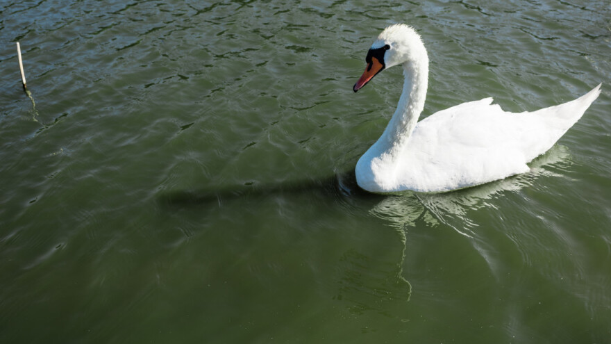 U komšiluku potvrđen novi slučaj ptičjeg gripa uz granicu sa Srbijom