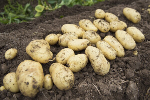 S oranice ukradeno više stotina kilograma krumpira, graha i cikle