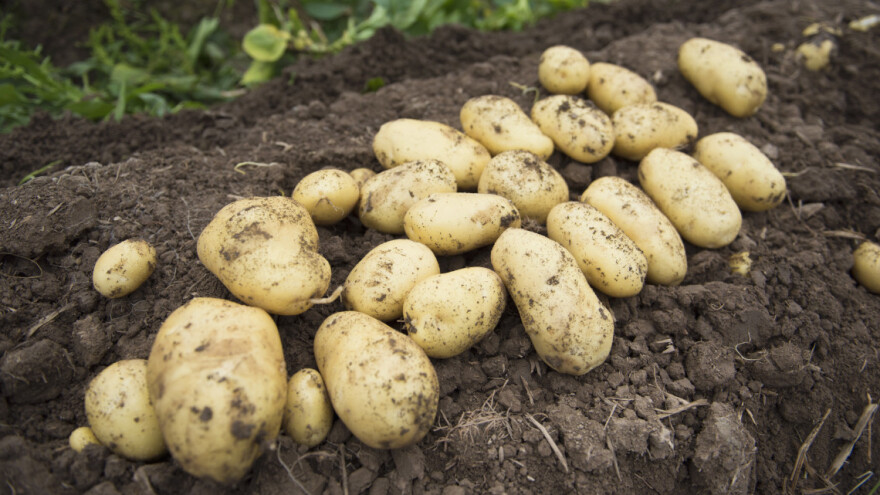 S oranice ukradeno više stotina kilograma krumpira, graha i cikle
