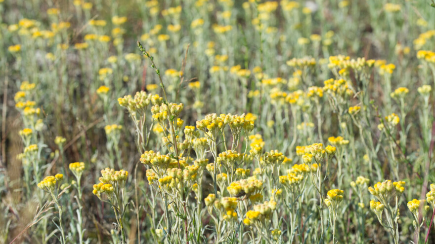Smilje i matičnjak povezali proizvođače iz Žepča i Hercegovine - istražuju i lavandu
