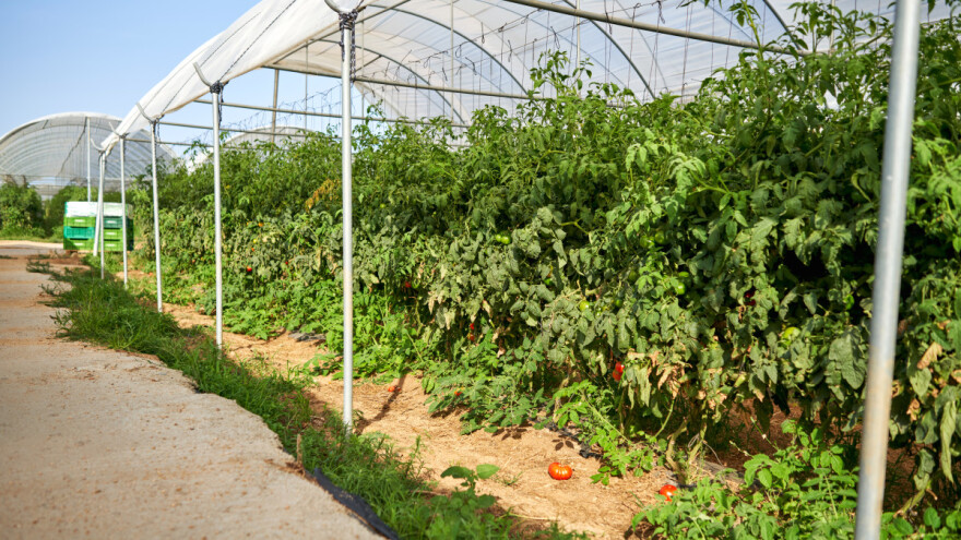 Šta radimo posle berbe u plasteniku?