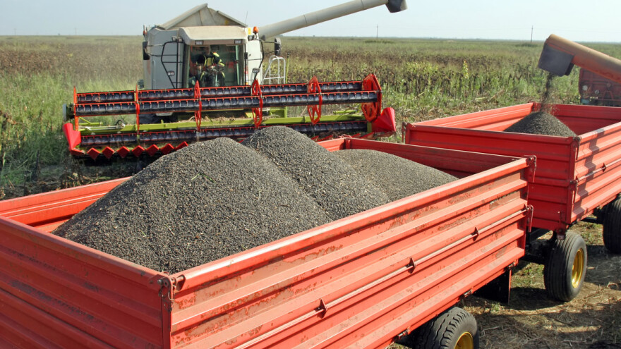 Proizvodnja suncokreta u RH - potencijala ima, treba ga iskoristiti