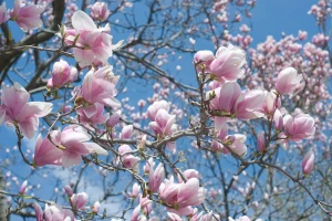 Saveti za negu i uzgoj magnolije - svetlije sorte cvetaju ranije