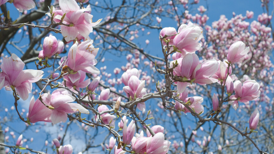 Saveti za negu i uzgoj magnolije - svetlije sorte cvetaju ranije