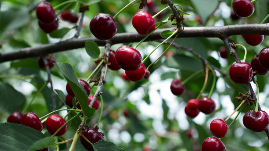 Nakon berbe obavezno zaštitite trešnju i višnju od kozičavosti lišća