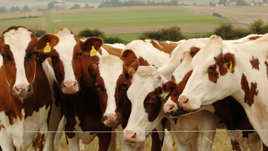 Nastavlja se rast cene prasadi, priplodne junice - 200.000 dinara po grlu?