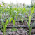 Novo gnojivo - ubrzava rast biljaka za 1,5 puta
