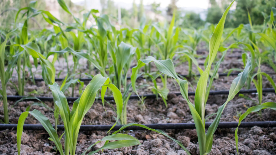 Novo gnojivo - ubrzava rast biljaka za 1,5 puta